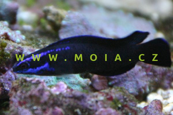 Pseudochromis springeri  – sapínovec Springerův