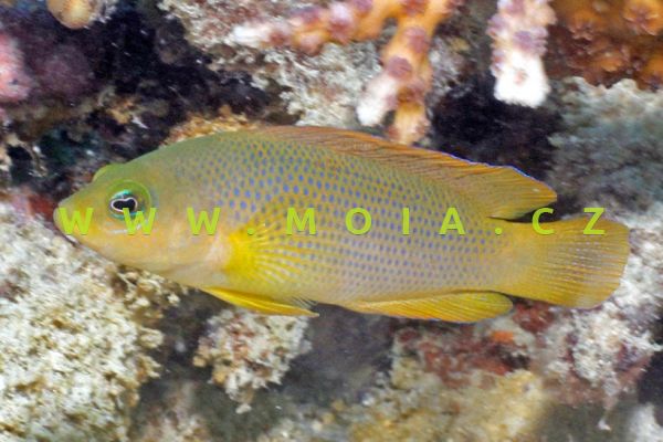 Pseudochromis fuscus  "juv" – sapínovec temný   