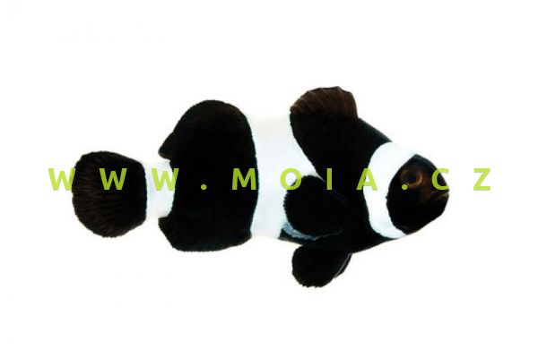 Amphiprion ocellaris var. "Darwini Black" – klaun očkatý  pár