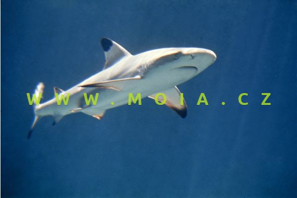 Carcharhinus melanopterus – žralok černoploutvý
