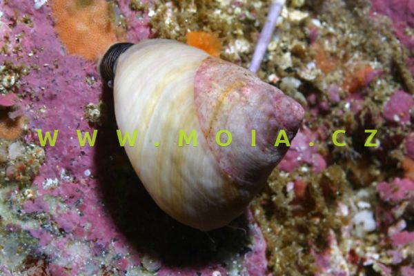 Tegula fasciata – monodonta hladká