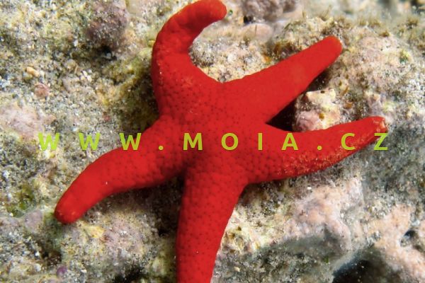 Fromia milleporella  – hvězdice červená