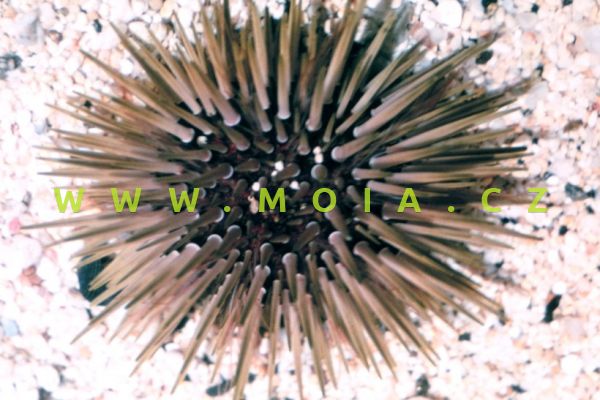 Echinometra mathaei – ježovka Mathaeova