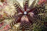 Echinothrix calamaris – ježovka pruhovaná