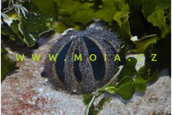 Mespilia globulus  – ježovka kulovitá