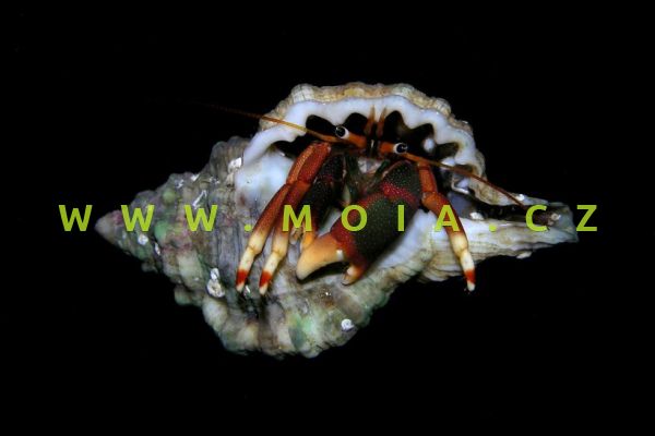 Calcinus tibicen – krab   oranžovědrápovitý