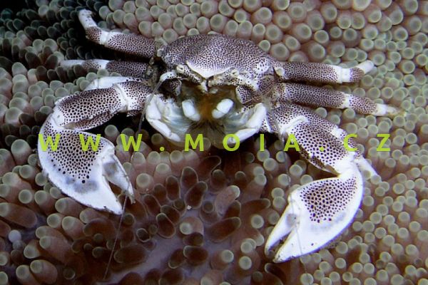 Neopetrilistes maculatus –  krab skvrnitý