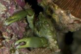 Mithraculus sculptus "green" – krab smaragdový