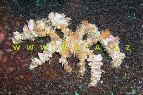 Camposcia retusa "decorator" –   krab pavoučí