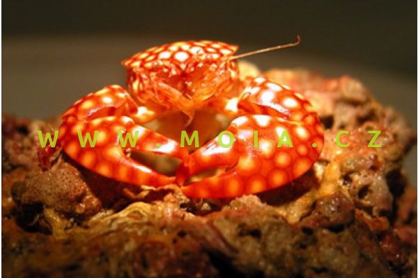 Porcellana sayana – krab  písmenkový