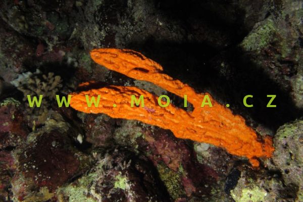 Stylissa sp."orange" – houba 