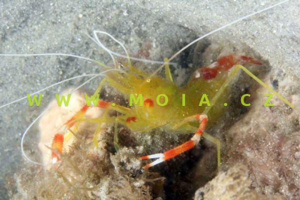 Stenopus scutellatus  – kreveta zlatokorálová