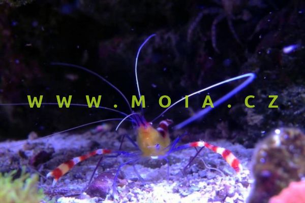 Stenopus cyanoscelis  – kreveta    modronohá