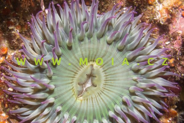 Anthopleura elegantissima  – sasanka   nádherná