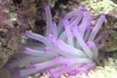 Condylactis gigantea  "purple" – sasanka obrovská   
