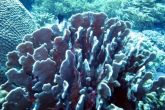 Heliopora coerulea – korálovník modrý