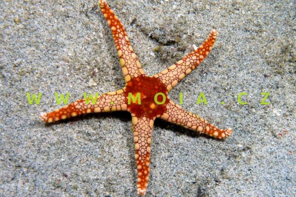 Fromia monilis – hvězdice mořská