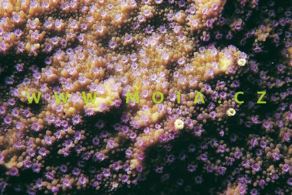 Montipora effusa "coloured" – montipóra  rozlitá