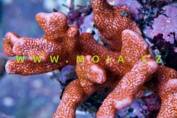 Montipora samarensis "red polyp" – montipóra samarská 