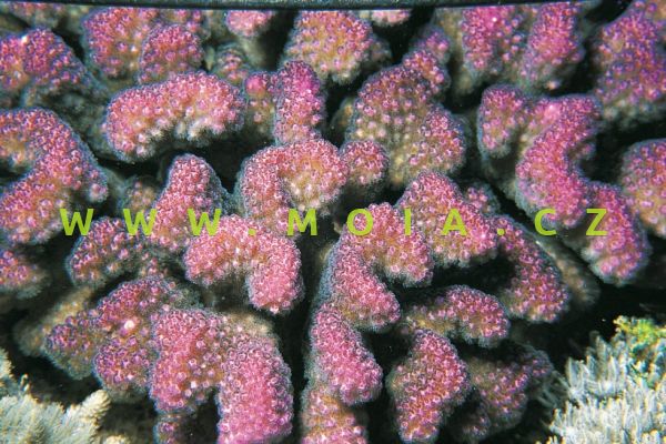 Pocillopora verrucosa "pink" – pórovník drsný