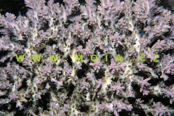 Acropora batunai  – větevník   batunai