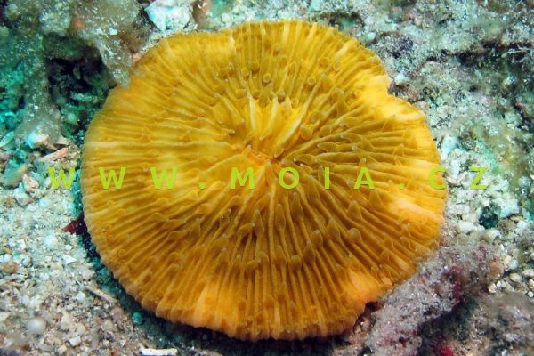 Cycloseris tenuis "orange" – houbovník  tenký