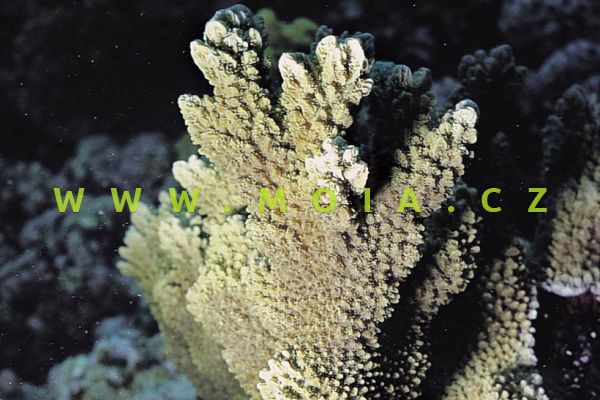 Hydnophora exesa  – útesovník pichlavý 