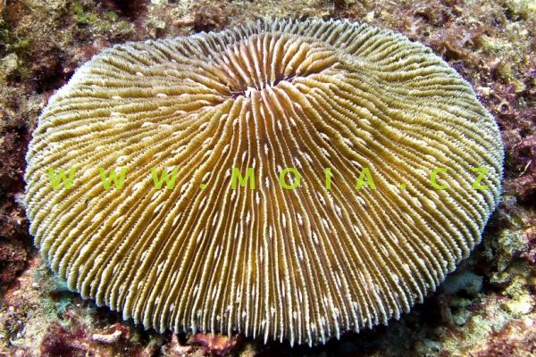 Fungia fungites – houbovník obecný