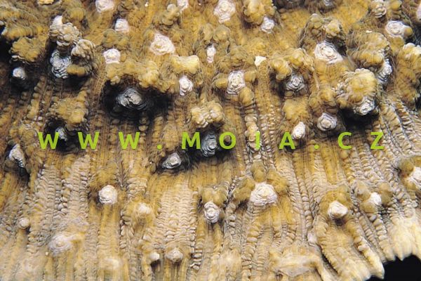 Mycedium elephantotus  – papírník sloní  