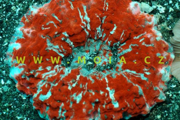 Acanthophyllia deshayesiana "red"- rifovník ostnitý 