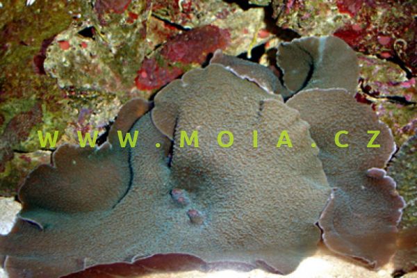 Rhodactis mussoides  – korálovník ušatý