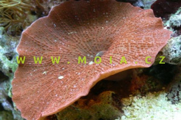 Discosoma sp. red spotted – korálovník cena/polyp