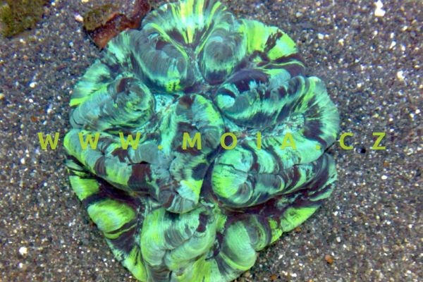 Wellsophyllia radiata "green" – houbovník kovový