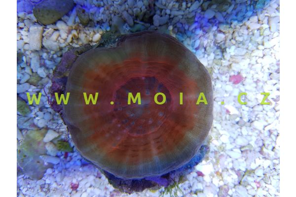 Homophyllia australis "color" – rifovník australský   