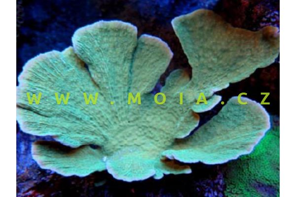 Montipora florida "green" – montipóra květnatá