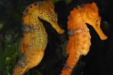 Hippocampus reidi  – koníček dlouhonosý – chovný pár