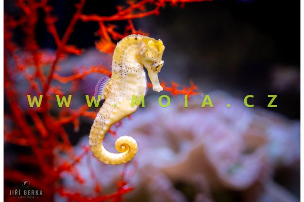 Hippocampus reidi  – koníček dlouhonosý – chovný pár