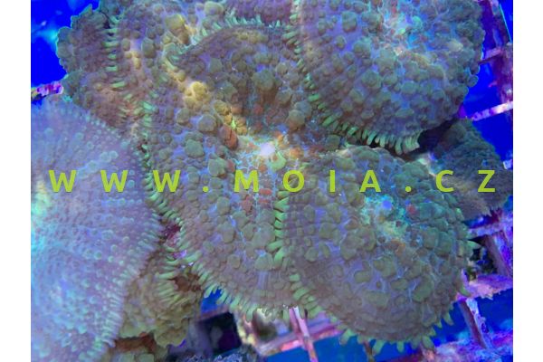 Rhodactis sp. "color" – korálovník 