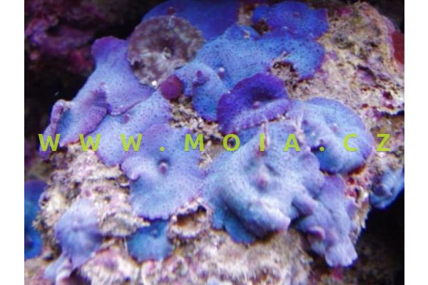 Discosoma coeruleus "blue" - korálovník - cena/polyp