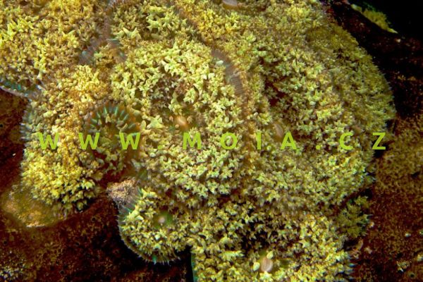 Discosoma sanctithomae "Caribbean" – korálovník svatotomášský
