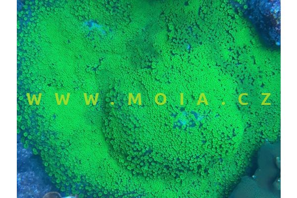 Alveopora minuta "color" – dírkovník   drobný