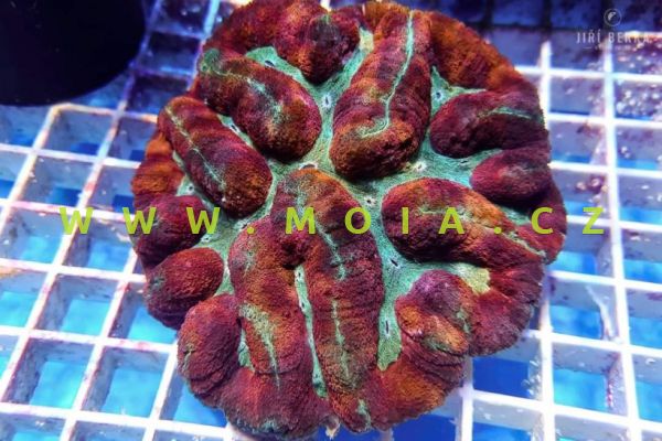 Symphyllia agaricia "ultra color" – rifovník lištovitý