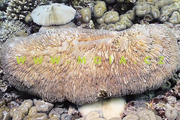 Herpolitha limax – houbovník slimákovitý 