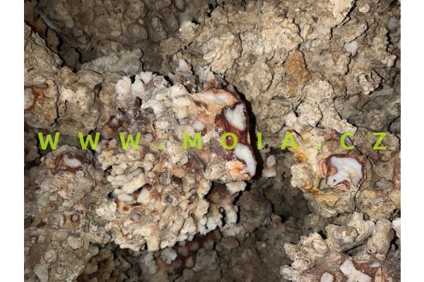 Kameny rifové – coral rock, cena/kg
