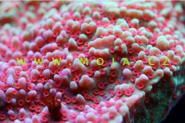 Montipora verrucosa "coloured" – montipóra drsná