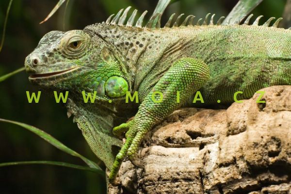Iguana iguana – leguán zelený
