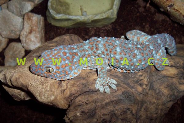 Gecko gecko – gekon obrovský
