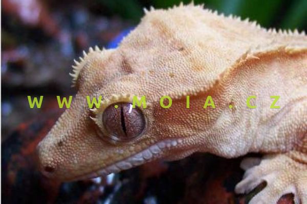 Rhacodactylus ciliatus – pagekon ušatý/řasnatý
