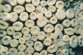 Caulastraea curvata – útesovník pokřivený 