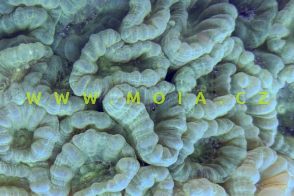 Caulastraea curvata – útesovník pokřivený 